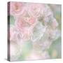 English Rose I-Doug Chinnery-Stretched Canvas