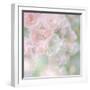 English Rose I-Doug Chinnery-Framed Photographic Print