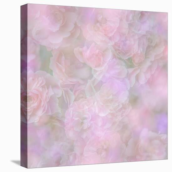 English Rose II-Doug Chinnery-Stretched Canvas