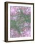 English Rose III-Doug Chinnery-Framed Photographic Print