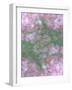 English Rose III-Doug Chinnery-Framed Photographic Print