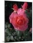 English Rose in Butchart Gardens, Vancouver Island, British Columbia, Canada-Connie Ricca-Mounted Photographic Print