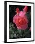 English Rose in Butchart Gardens, Vancouver Island, British Columbia, Canada-Connie Ricca-Framed Photographic Print