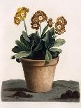 Porte's Variety of the Intermediate Butterfly Plant, Phalaenopsis Intermedia, Var Portei (Chromolit-English School-Giclee Print