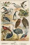 Birds-English School-Giclee Print