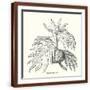 Brown Frame