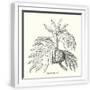 White Frame