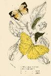 Convolvulus with Yellow Butterfly, from `Flowers', an English Botanical Manuscript, C.1840-English School-Giclee Print
