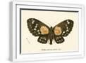 White Frame