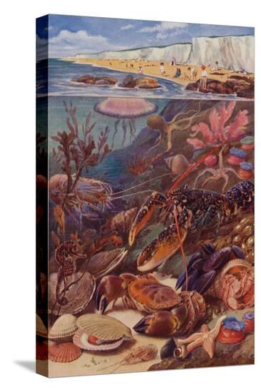 Stretched Canvas Print, , large