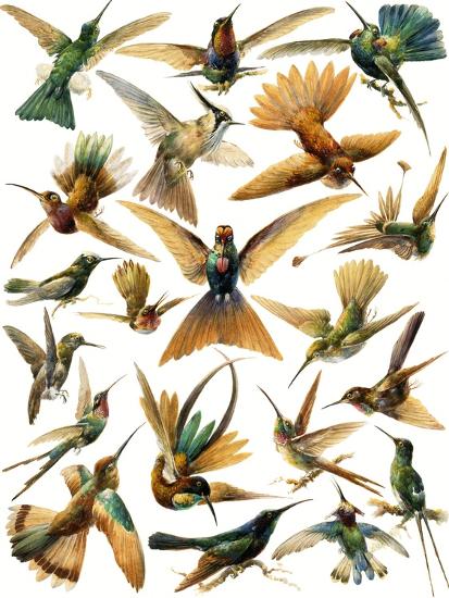 Premium Giclee Print, , large