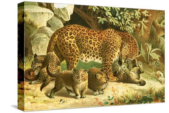 Stretched Canvas Print, , large