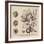 Brown Frame