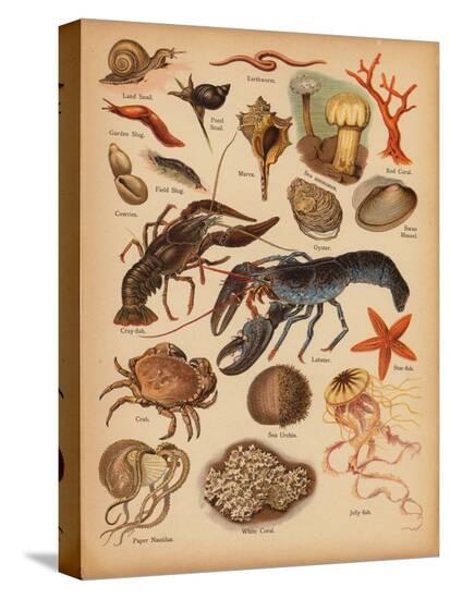 Stretched Canvas Print, , large