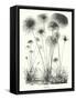 Framed Canvas