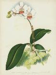 The Pink Butterfly Plant, Phalaenopsis Rosea (Chromolitho)-English School-Giclee Print