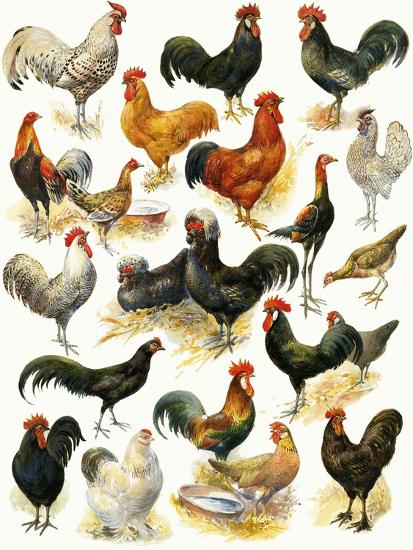 Premium Giclee Print, , large