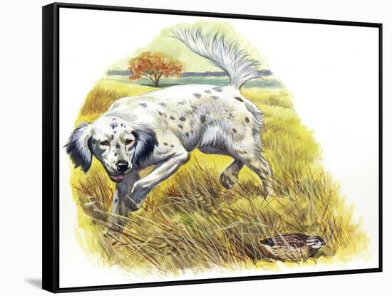 English Setter (Canis Lupus Familiaris) Pointing to Quail-null-Framed Stretched Canvas