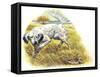 English Setter (Canis Lupus Familiaris) Pointing to Quail-null-Framed Stretched Canvas