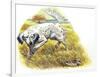 English Setter (Canis Lupus Familiaris) Pointing to Quail-null-Framed Giclee Print