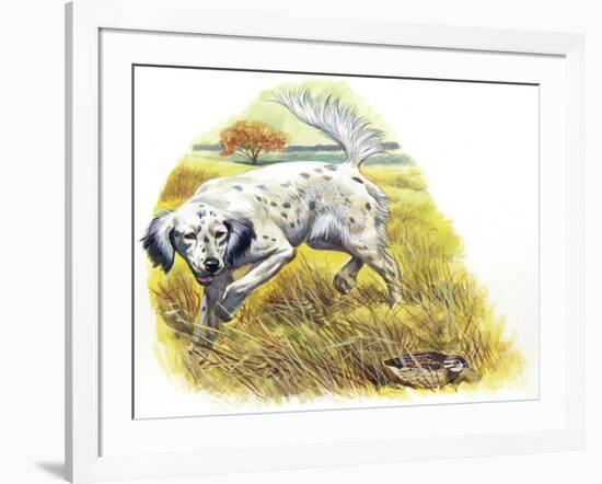 English Setter (Canis Lupus Familiaris) Pointing to Quail-null-Framed Giclee Print