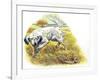 English Setter (Canis Lupus Familiaris) Pointing to Quail-null-Framed Giclee Print