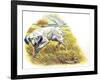 English Setter (Canis Lupus Familiaris) Pointing to Quail-null-Framed Giclee Print