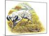 English Setter (Canis Lupus Familiaris) Pointing to Quail-null-Mounted Giclee Print