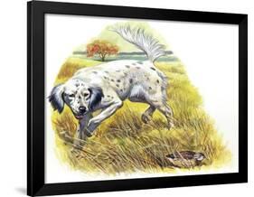 English Setter (Canis Lupus Familiaris) Pointing to Quail-null-Framed Giclee Print