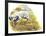 English Setter (Canis Lupus Familiaris) Pointing to Quail-null-Framed Giclee Print