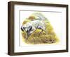 English Setter (Canis Lupus Familiaris) Pointing to Quail-null-Framed Giclee Print