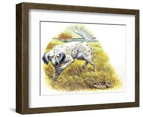 English Setter (Canis Lupus Familiaris) Pointing to Quail-null-Framed Giclee Print