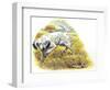 English Setter (Canis Lupus Familiaris) Pointing to Quail-null-Framed Giclee Print