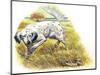 English Setter (Canis Lupus Familiaris) Pointing to Quail-null-Mounted Giclee Print