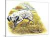 English Setter (Canis Lupus Familiaris) Pointing to Quail-null-Stretched Canvas