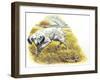 English Setter (Canis Lupus Familiaris) Pointing to Quail-null-Framed Giclee Print