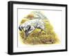 English Setter (Canis Lupus Familiaris) Pointing to Quail-null-Framed Giclee Print