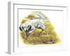 English Setter (Canis Lupus Familiaris) Pointing to Quail-null-Framed Giclee Print