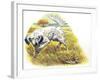 English Setter (Canis Lupus Familiaris) Pointing to Quail-null-Framed Giclee Print