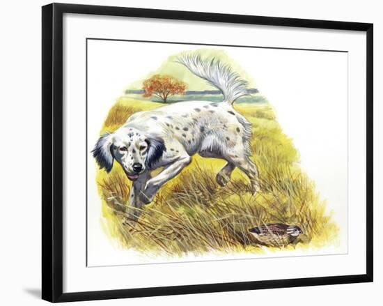 English Setter (Canis Lupus Familiaris) Pointing to Quail-null-Framed Giclee Print