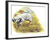 English Setter (Canis Lupus Familiaris) Pointing to Quail-null-Framed Giclee Print