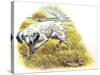 English Setter (Canis Lupus Familiaris) Pointing to Quail-null-Stretched Canvas