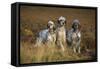 English Setter Dogs Three in Row-null-Framed Stretched Canvas