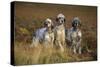 English Setter Dogs Three in Row-null-Stretched Canvas