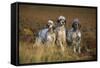 English Setter Dogs Three in Row-null-Framed Stretched Canvas