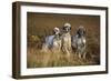 English Setter Dogs Three in Row-null-Framed Photographic Print