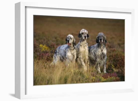 English Setter Dogs Three in Row-null-Framed Photographic Print