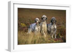 English Setter Dogs Three in Row-null-Framed Photographic Print