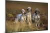 English Setter Dogs Three in Row-null-Mounted Photographic Print