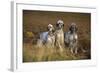 English Setter Dogs Three in Row-null-Framed Photographic Print